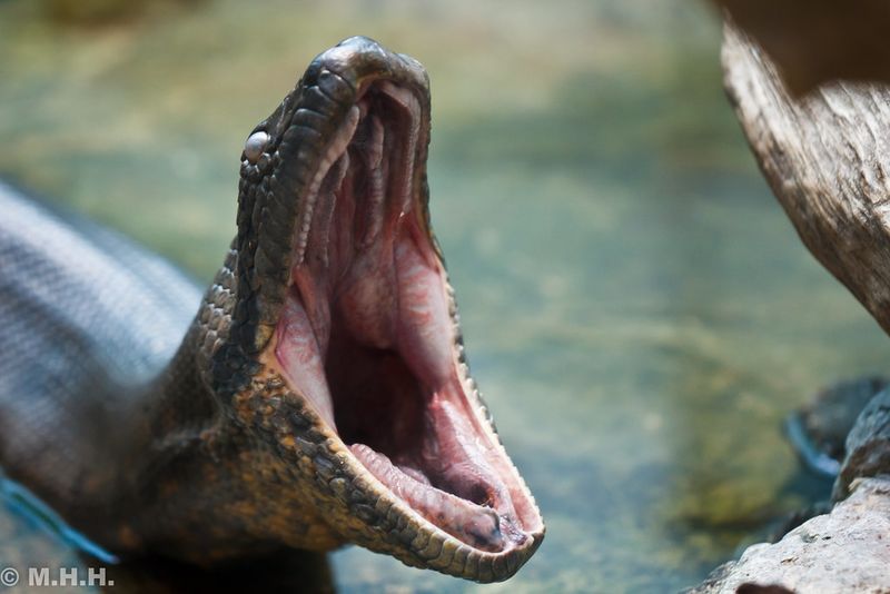Green Anaconda