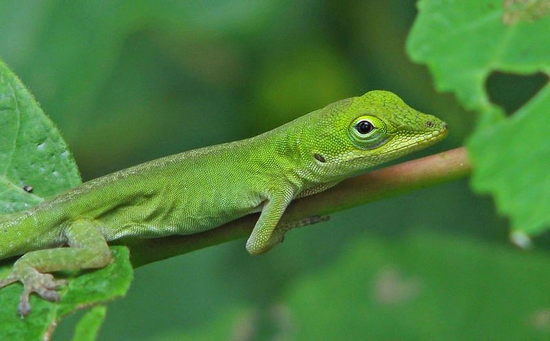 Green Anole
