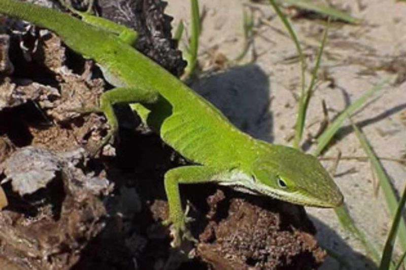 Green Anole