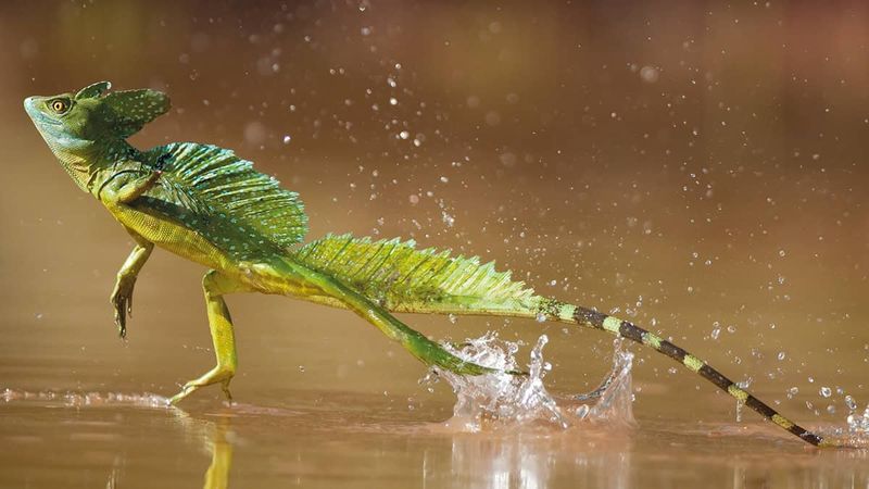 Green Basilisk Lizard