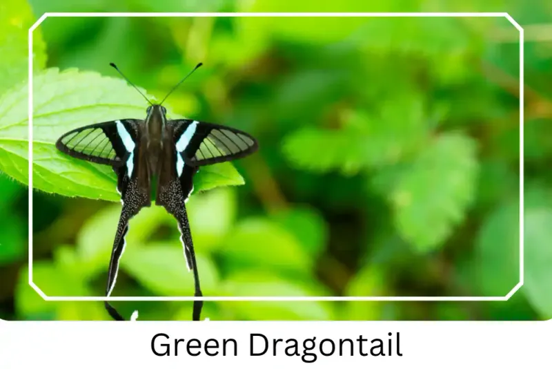 Green Dragontail Butterfly