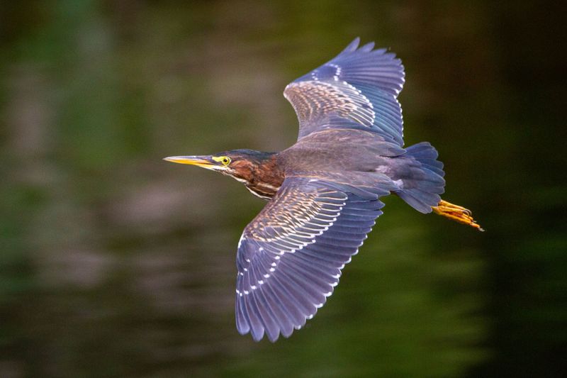 Green Heron