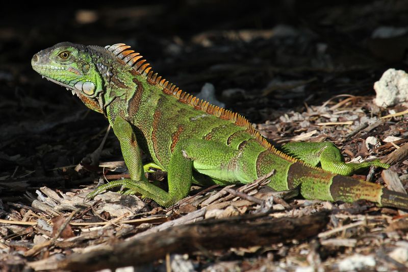 Green Iguana