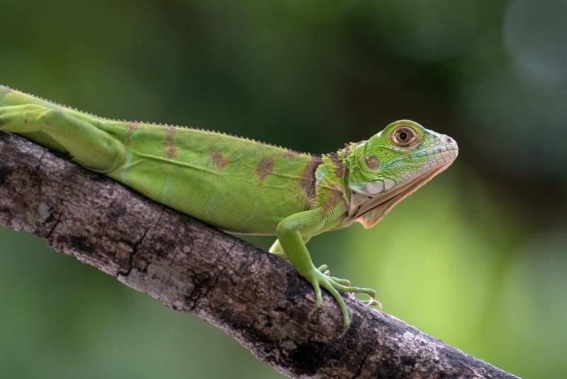 Green Iguana