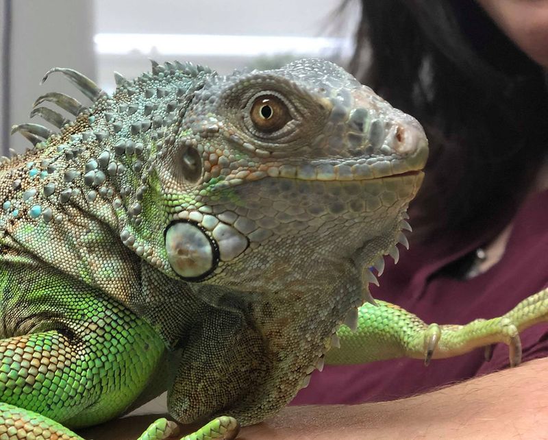 Green Iguana