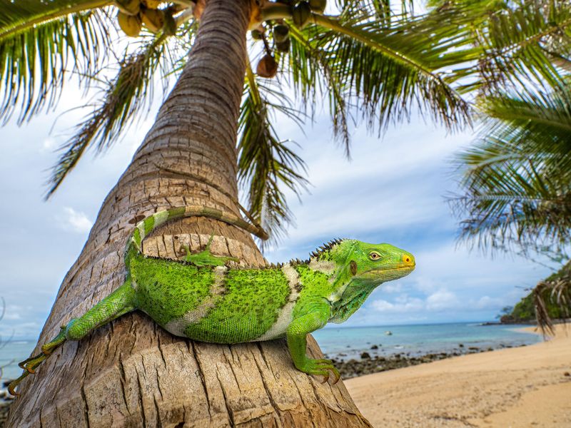 Green Iguana