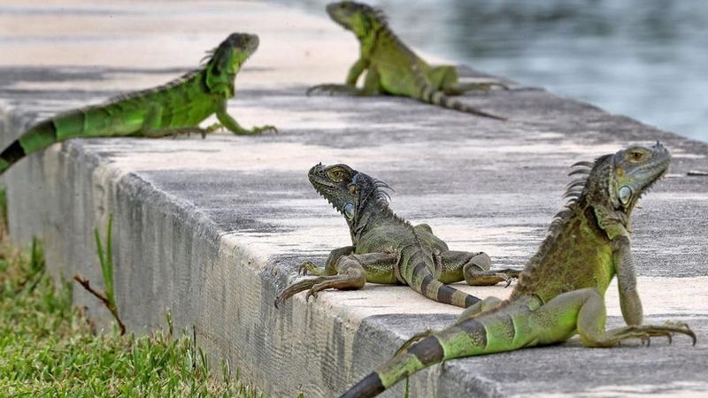 Green Iguana