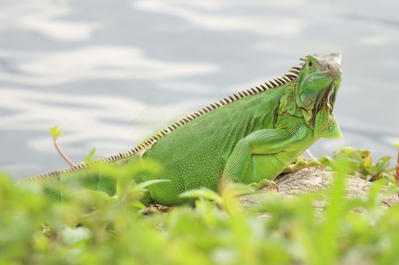 Green Iguana