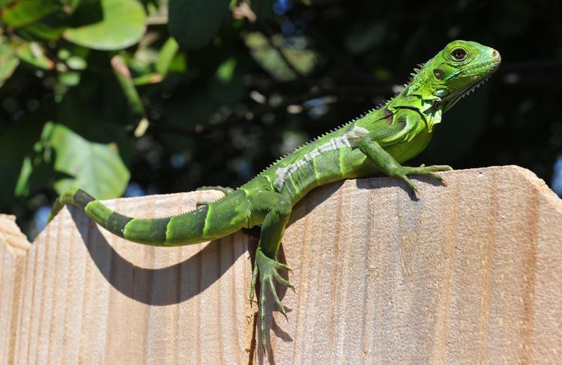 Green Iguanas