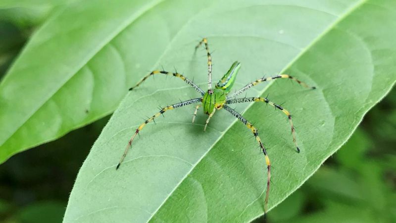 Green Lynx Spider