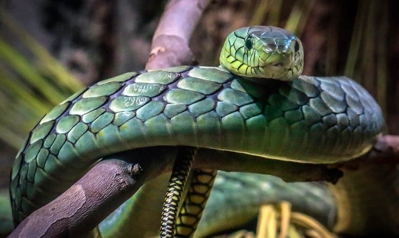 Green Mamba
