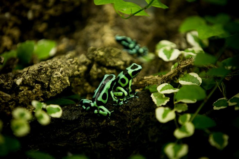Green Poison Dart Frog