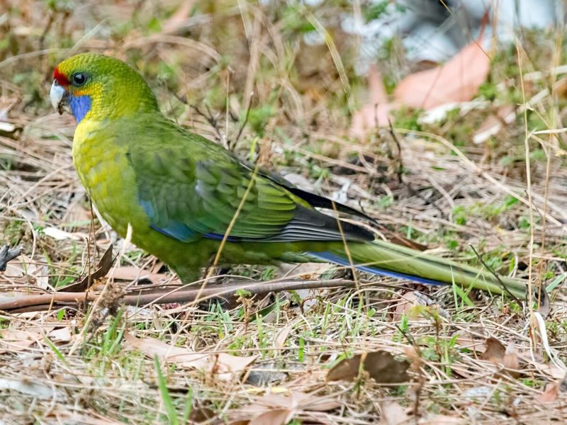 Green Rosella