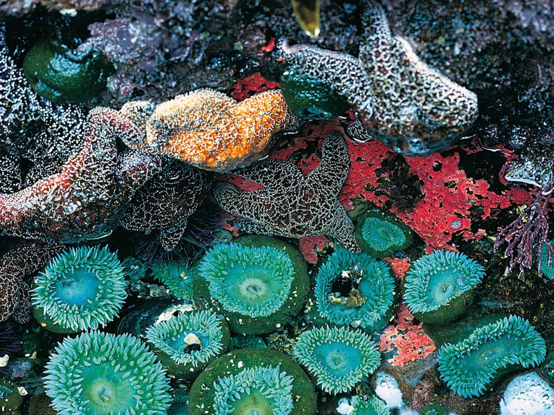 Green Sea Anemone