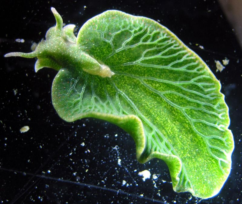 Green Sea Slug