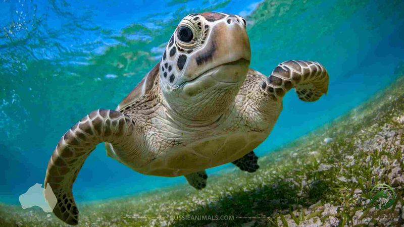 Green Sea Turtle