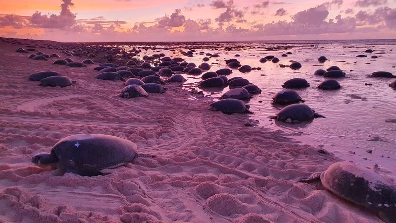 Green Sea Turtle
