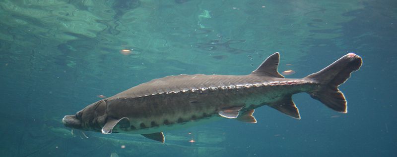 Green Sturgeon