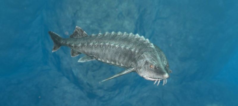 Green Sturgeon