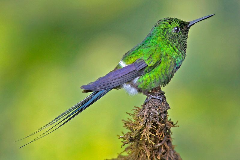Green Thorntail