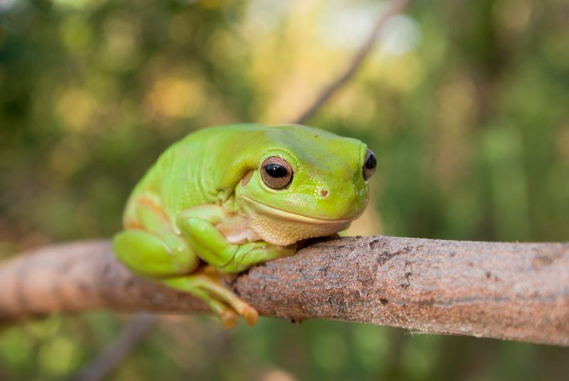 Green Tree Frog