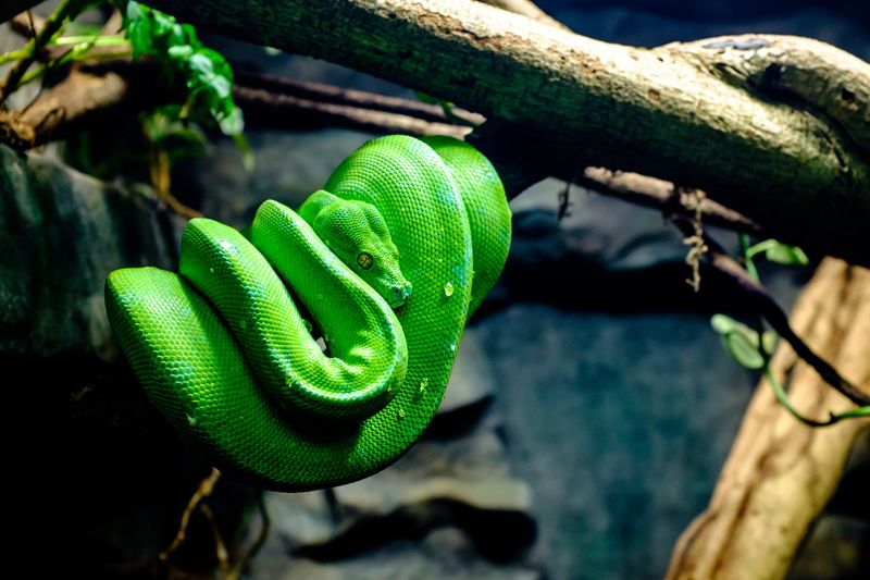 Green Tree Python