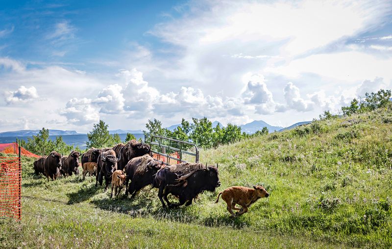 Green Valley's Ecological Renaissance
