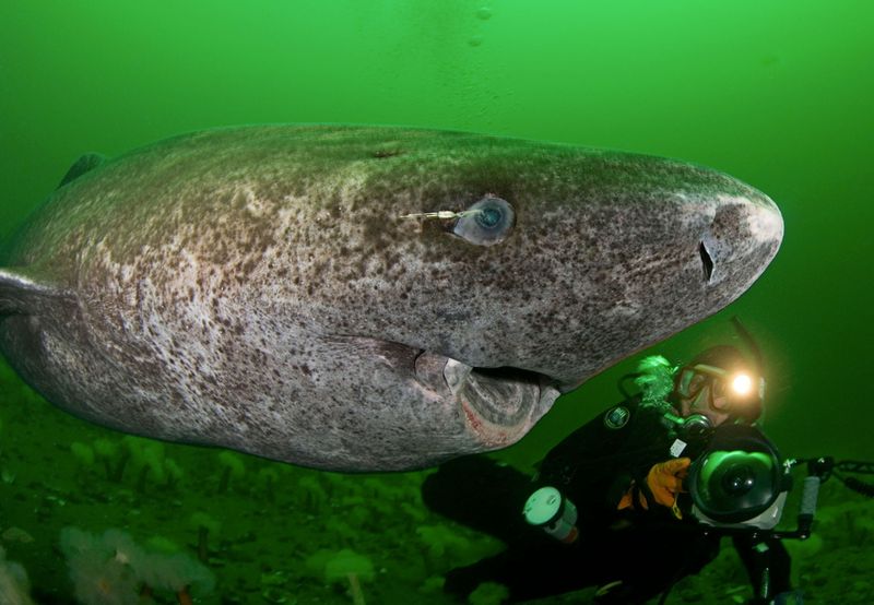 Greenland Shark
