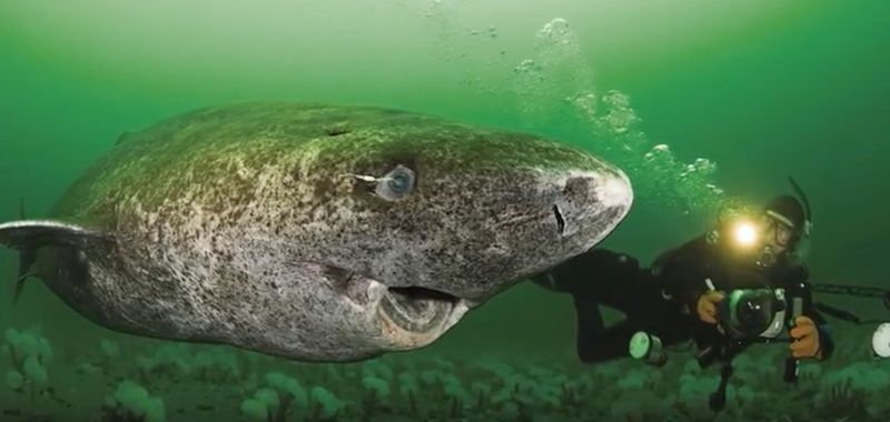 Greenland Shark