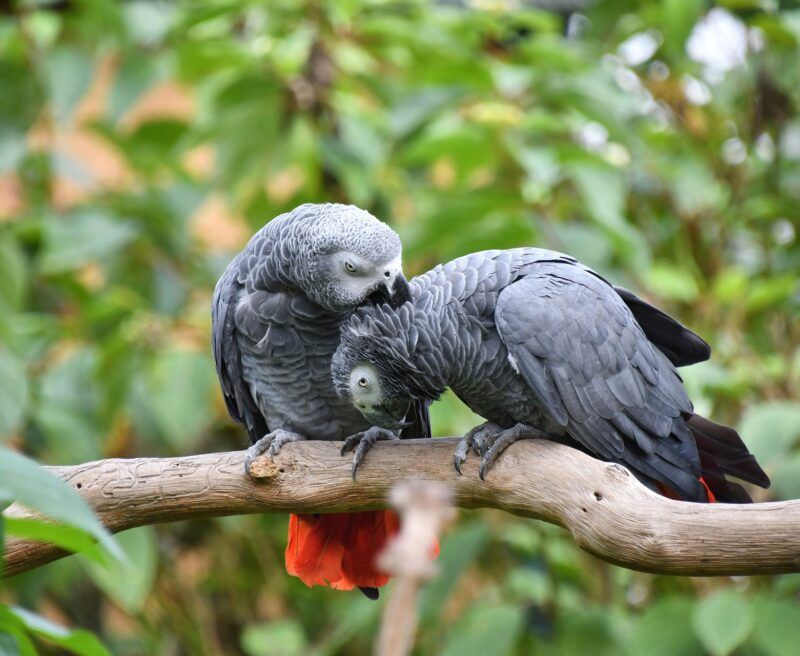 Grey Parrot