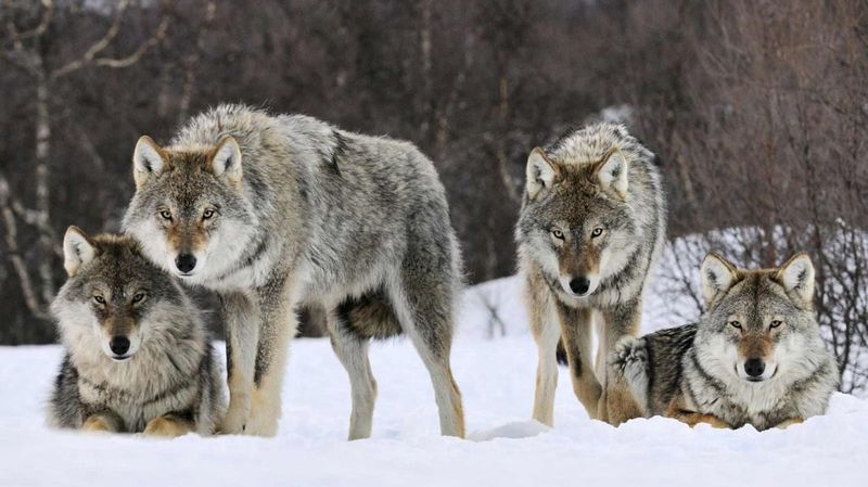 Grey Wolf