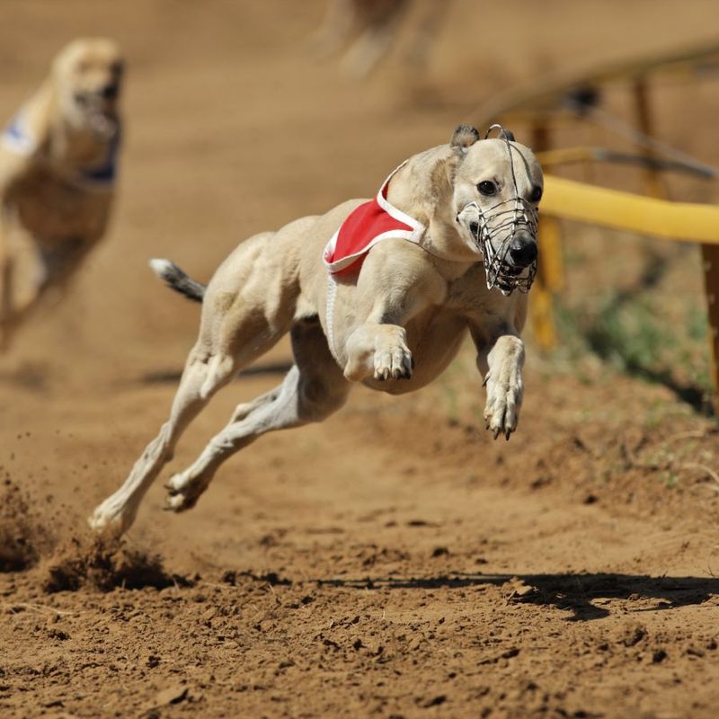Greyhound
