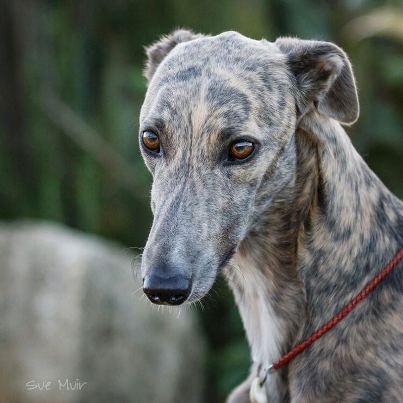 Greyhound