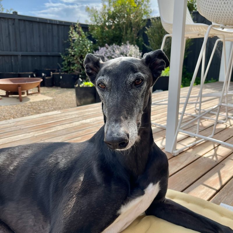 Greyhound