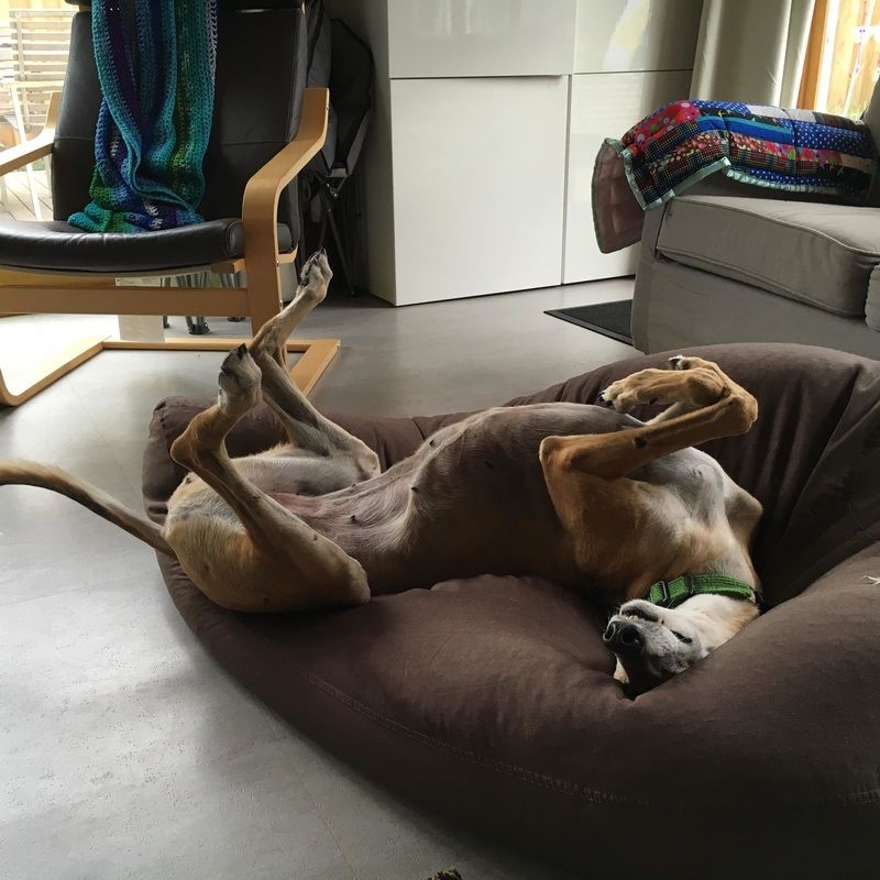 Greyhound