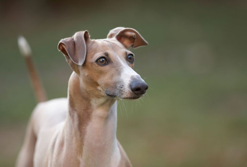 Greyhound