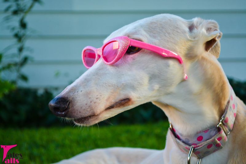 Greyhound