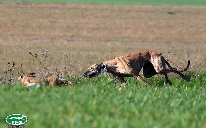 Greyhound