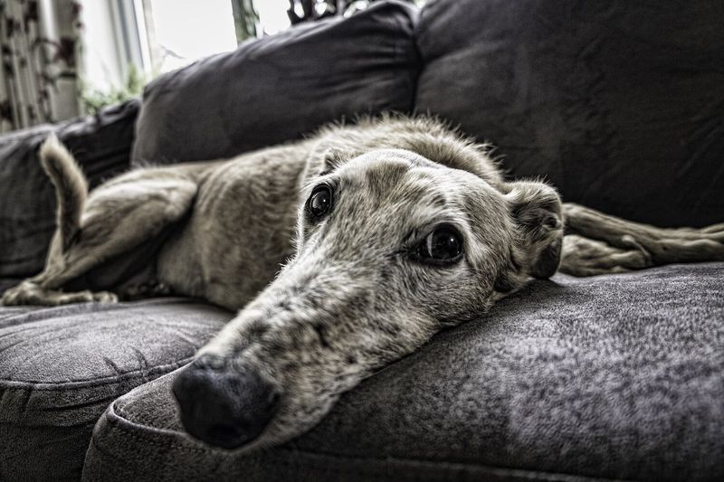 Greyhound