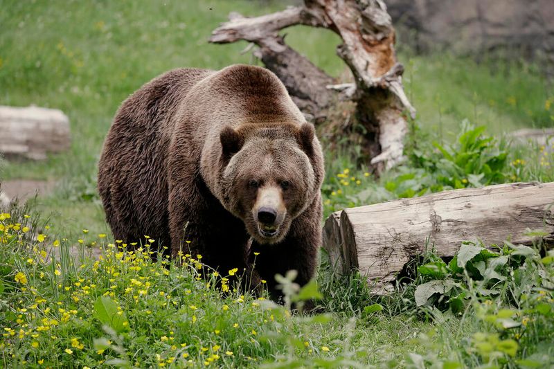Grizzly Bear
