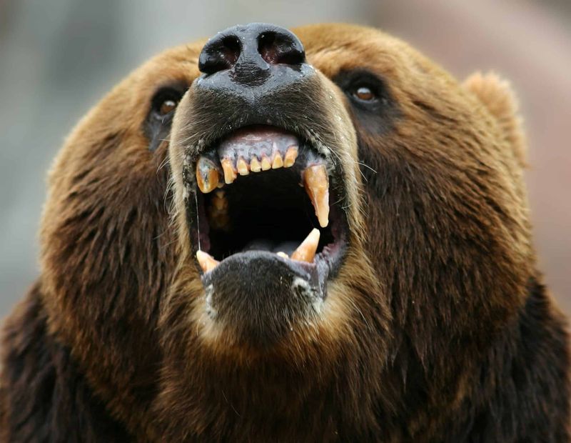 Grizzly Bear