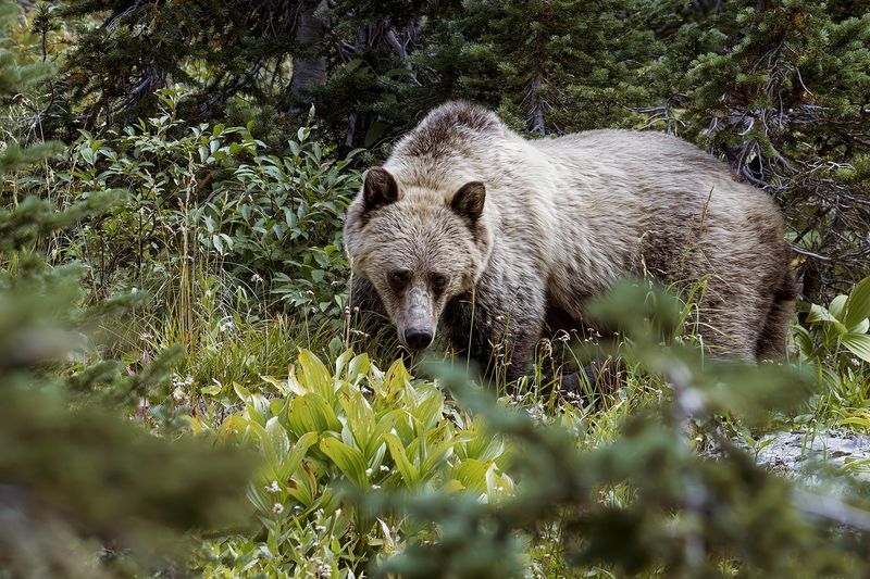 Grizzly Bear