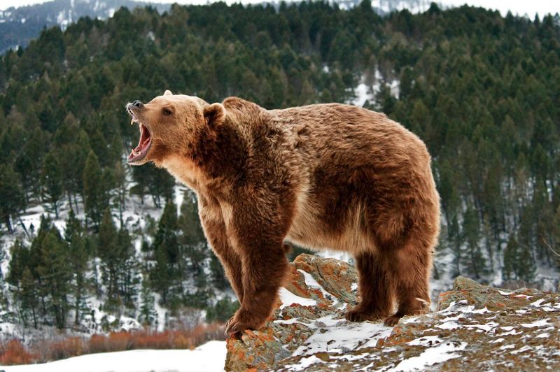 Grizzly Bear