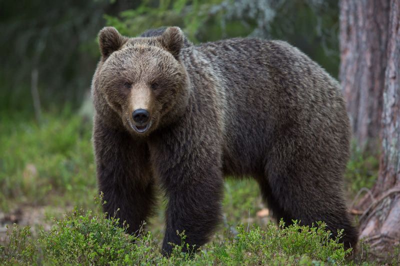 Grizzly Bear