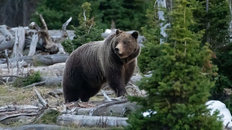 Grizzly Bear