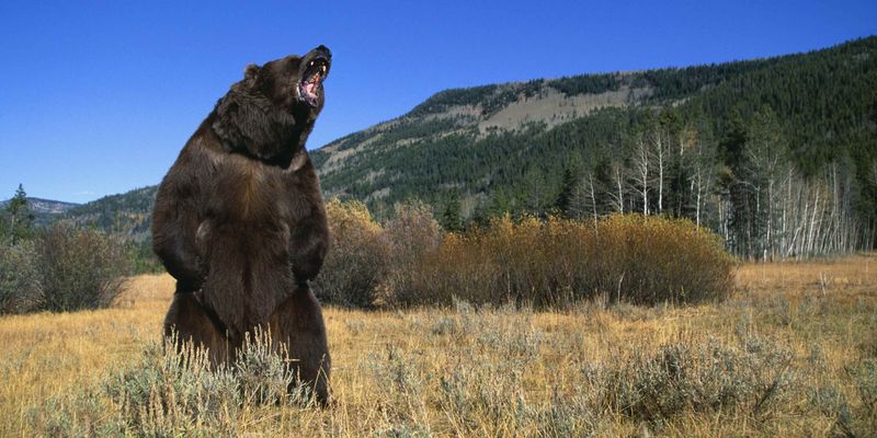 Grizzly Bear