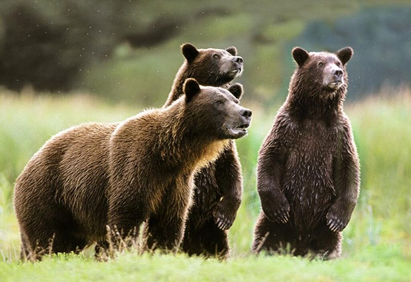 Grizzly Bear