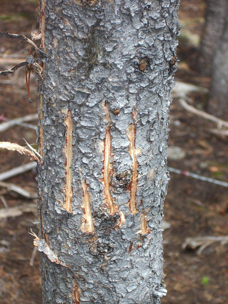 Grizzly Bear Marking Trees