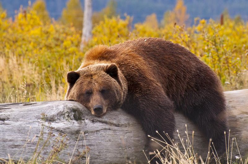 Grizzly Bear of Yellowstone - The Iconic Predator