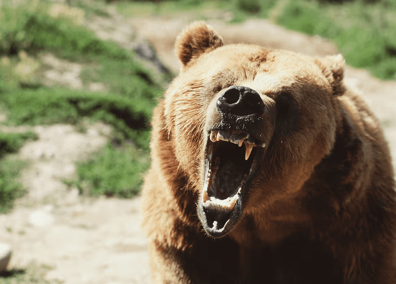 Grizzly Bear